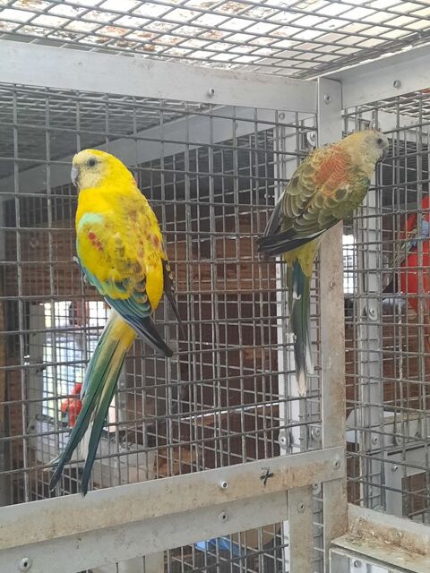 Couple de croupion 70 61000 Alen�on