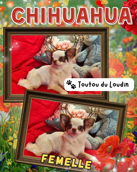 Chiot chihuahua femelle poils longs 650 18140 Pr�cy