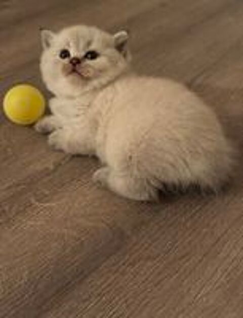   Chatons de type british Shorthair  