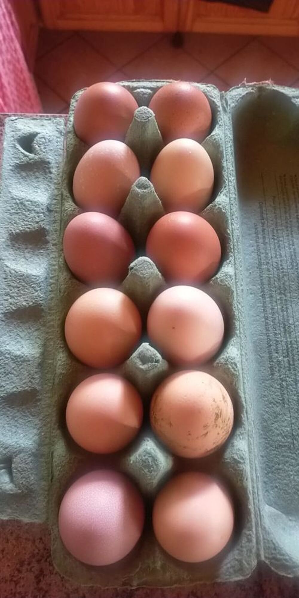   Oeufs fécondés  