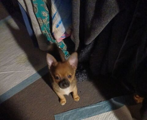 BELLA Pomchi = chihuahua &times; spitz nain milles euros 0 89100 Sens