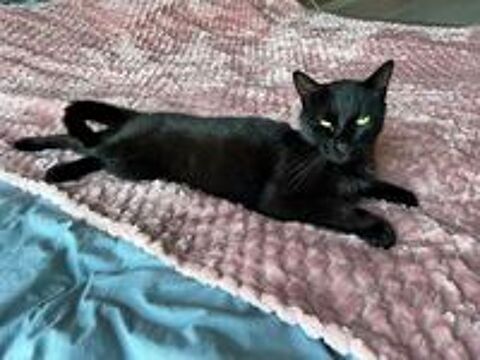   BAMBOU, magnifique chat noir à adopter via l'association UMA  