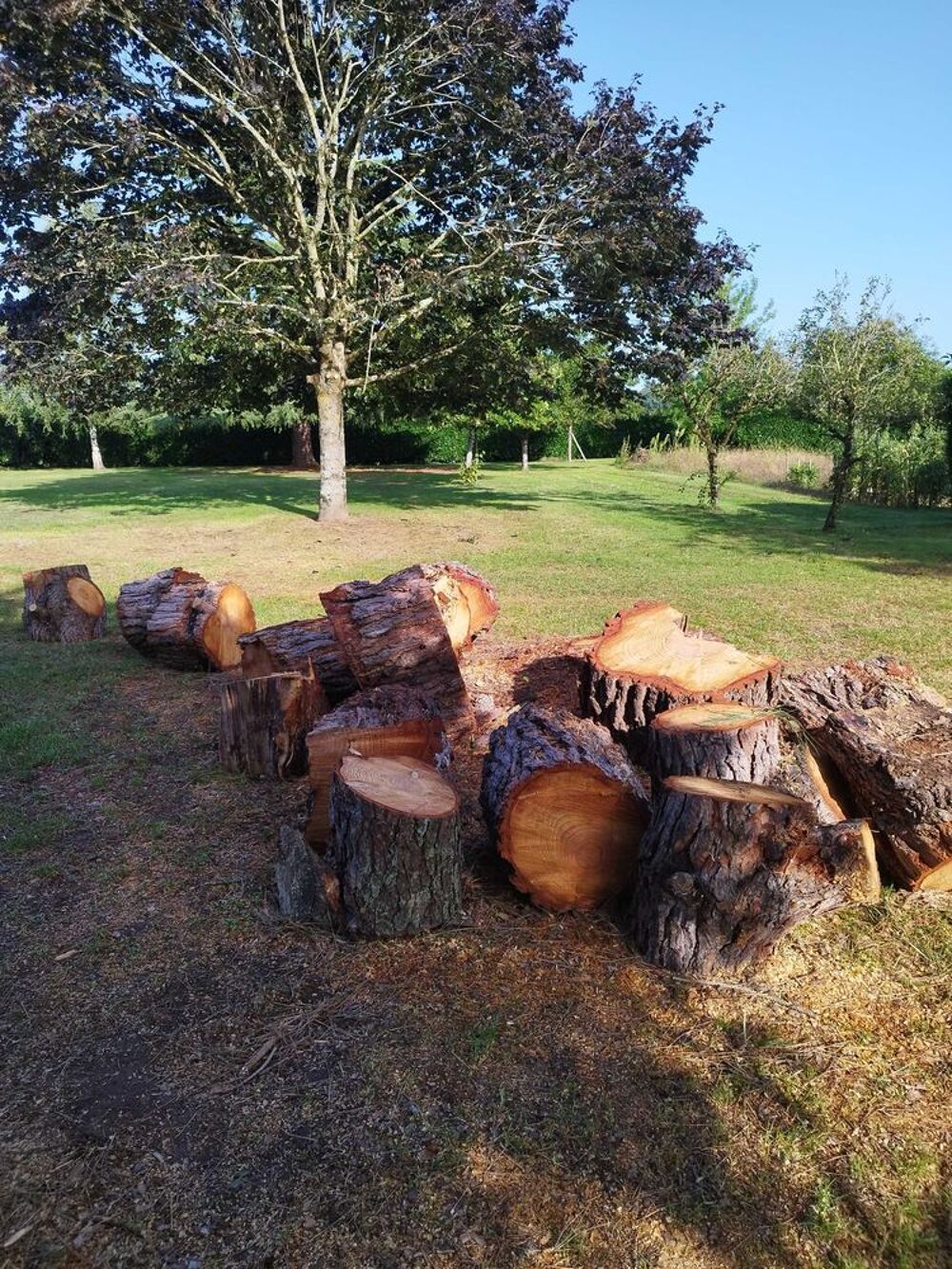 Donne Bois de Pin Jardin