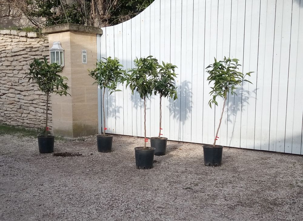 Mandarinier Rustique Japonais 'Satsuma' en container. Jardin