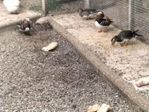   Canard mandarin 