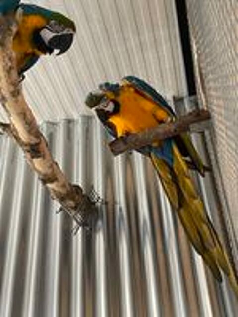   Couple reproducteur ARA ARARAUNA 