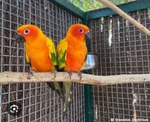   Conure soleil 
