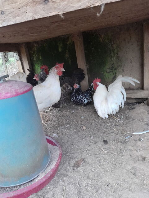 Poules naines 4 85170 Belleville-sur-vie