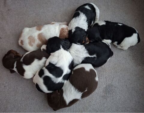 A+r&eacute;server+chiots+&eacute;pagneul+breton+LOF+tricolore+/+orange 700 45200 Amilly