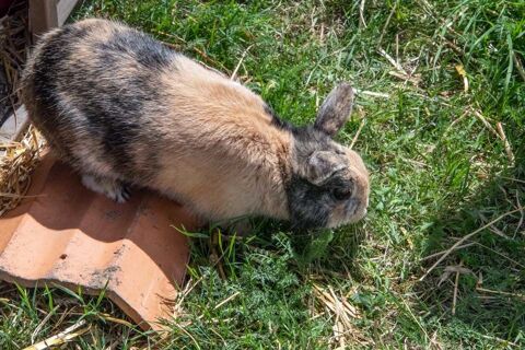 ROUKY, adorable lapin nain tricolore  adopter via l'association UMA 49270 Champtoceaux