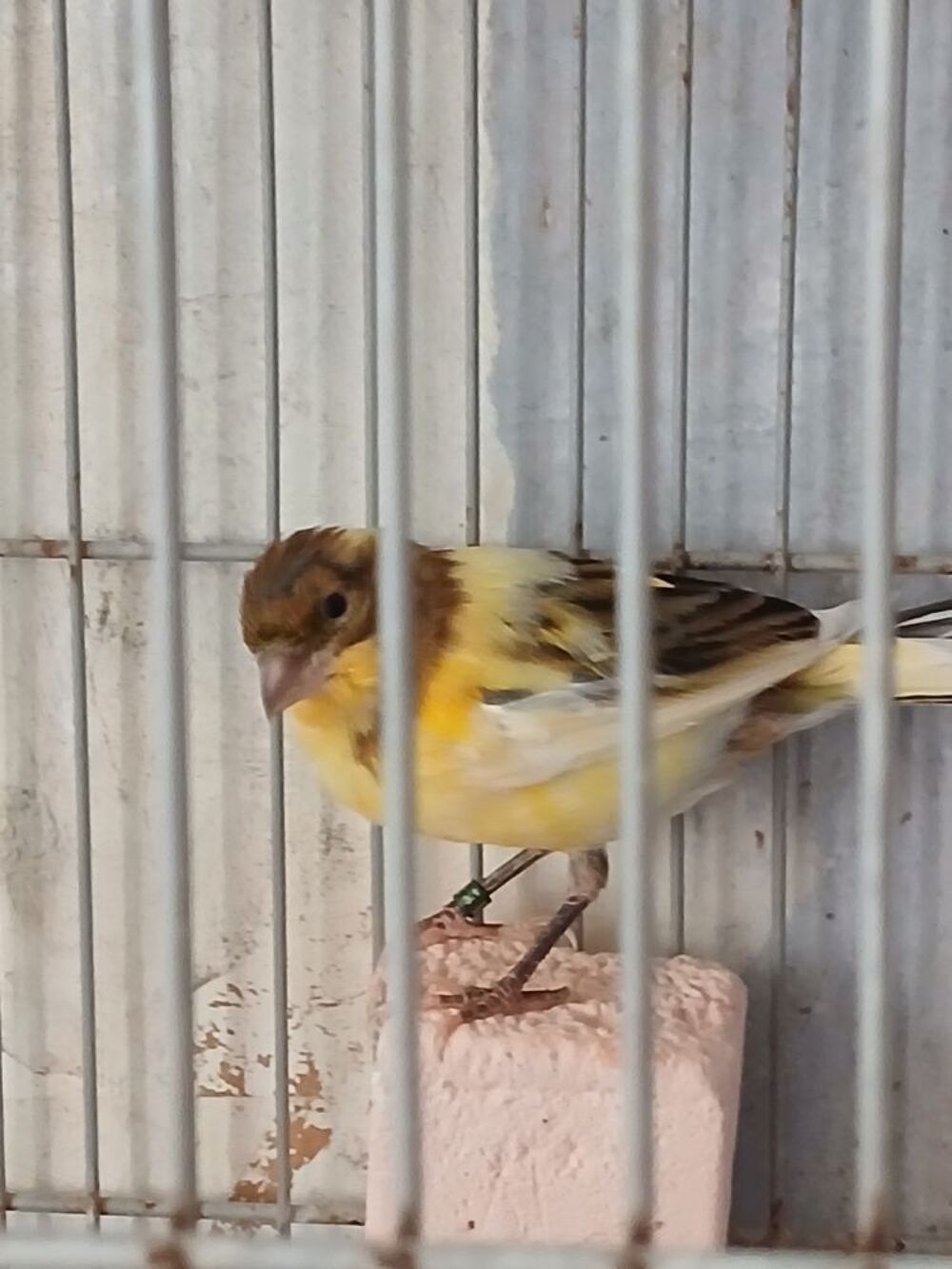   Canaris timbrado baguer en bonne santer et bien entretenu 