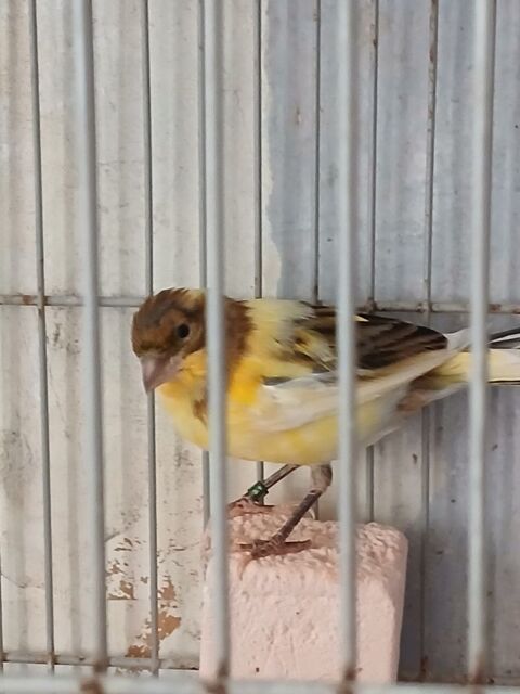 Canaris timbrado baguer en bonne santer et bien entretenu 40 95100 Argenteuil