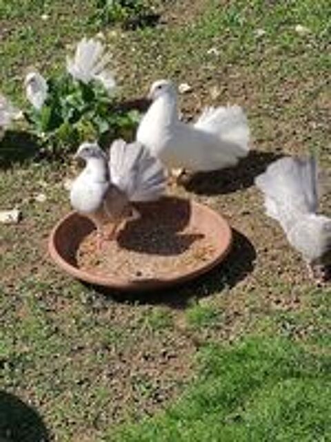   pigeons paons  