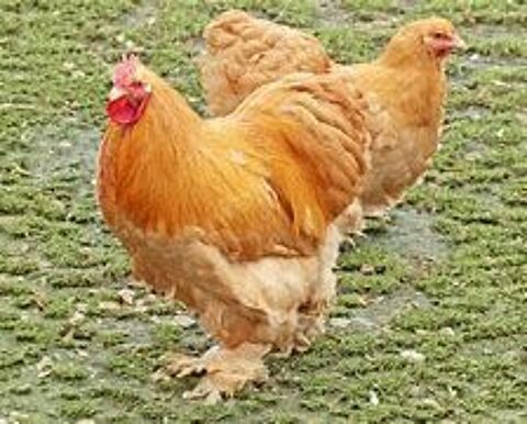 Oeufs f&eacute;cond&eacute;, poule, coq Cochin blanc ou fauve. 39 77540 Courpalay