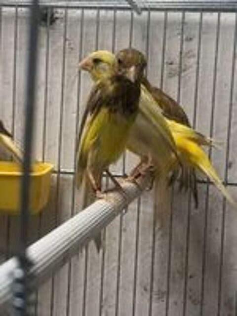   couple Canaris osos 
