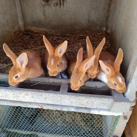 Lapin fermier 8 76430 Étainhus