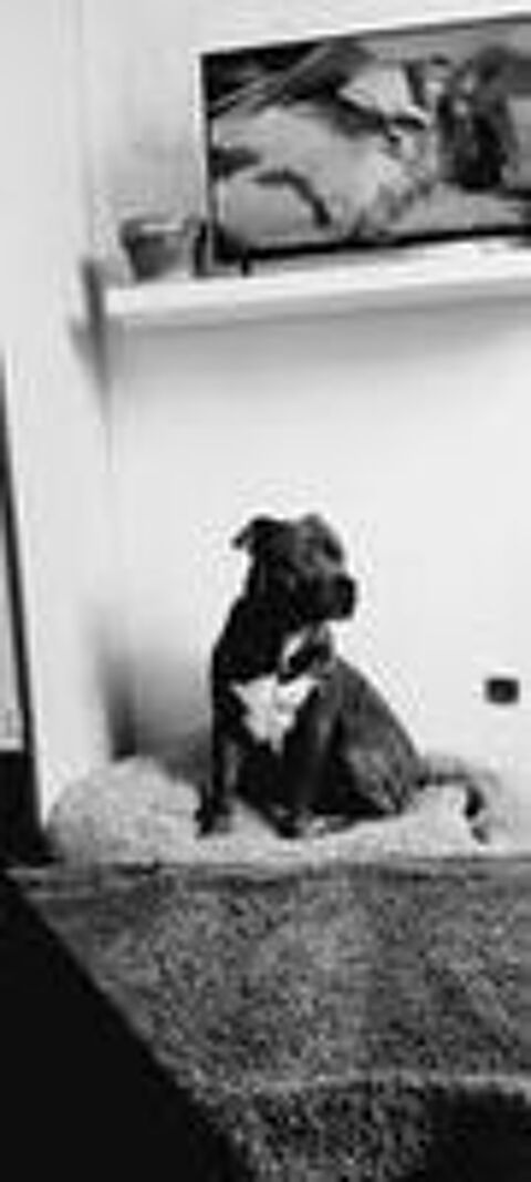   Chien RAVEN à l adoption 
