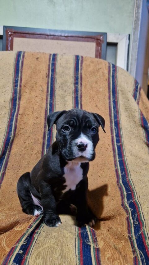 chiots 0 91350 Grigny