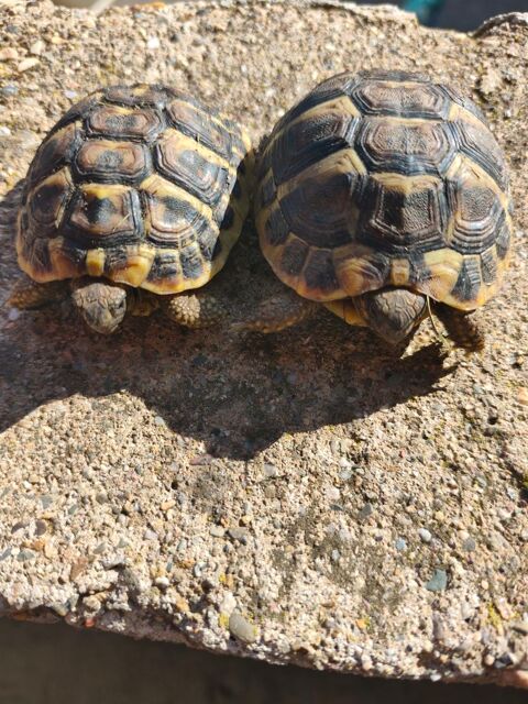 Tortue 0 34500 B�ziers