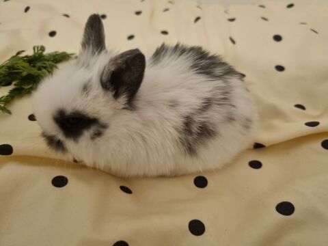B&eacute;b&eacute; lapin nain 35 13380 Plan-de-cuques