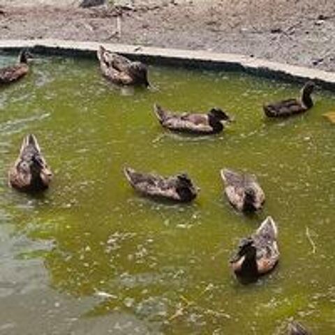   Canard Colvert 