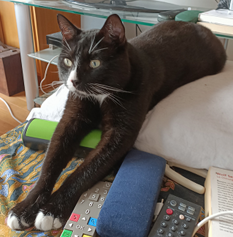 TERRY CHAT NOIR & BLANC 5 ANS 1/2 195 92260 Fontenay-aux-roses