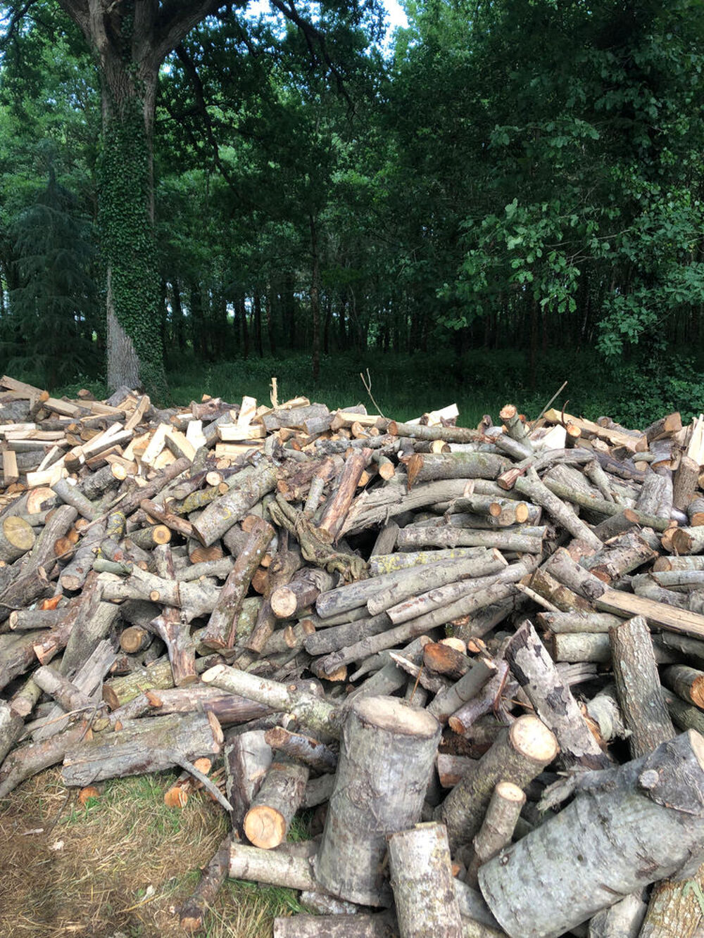 Bois de chauffage peuplier Bricolage