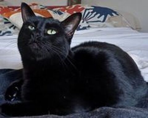   USU FEMELLE NOIRE 1 AN 1/2 