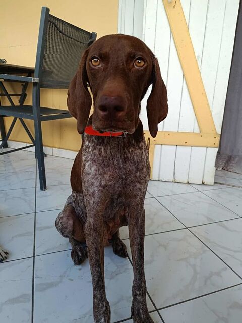KIARA la belle Setter chocolat 350 94000 Cr�teil