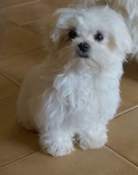   Magnifique femelle bichon maltais miniature 