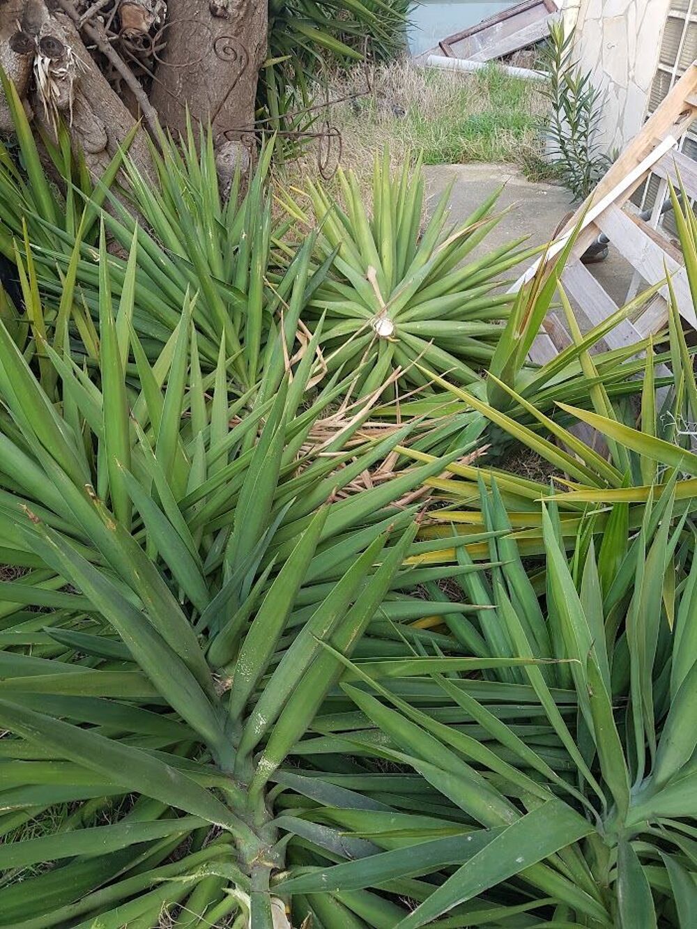 Pousse yuccas Jardin