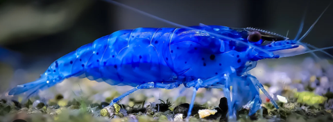 neocaridina blue velvet 3 69380 Les chres