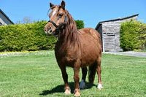   Poney OC type shetland  