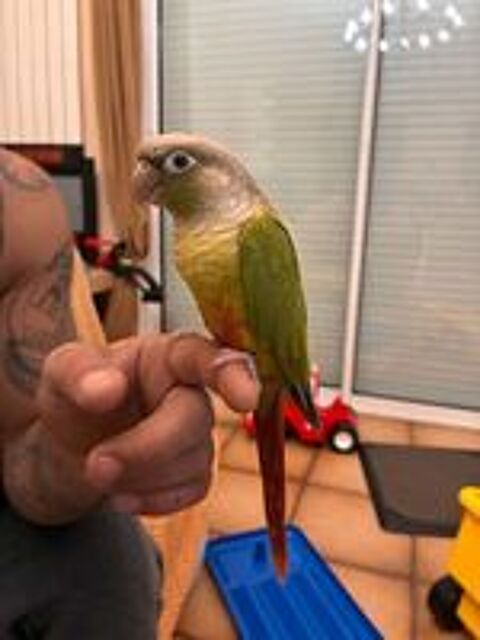   Conure eam  