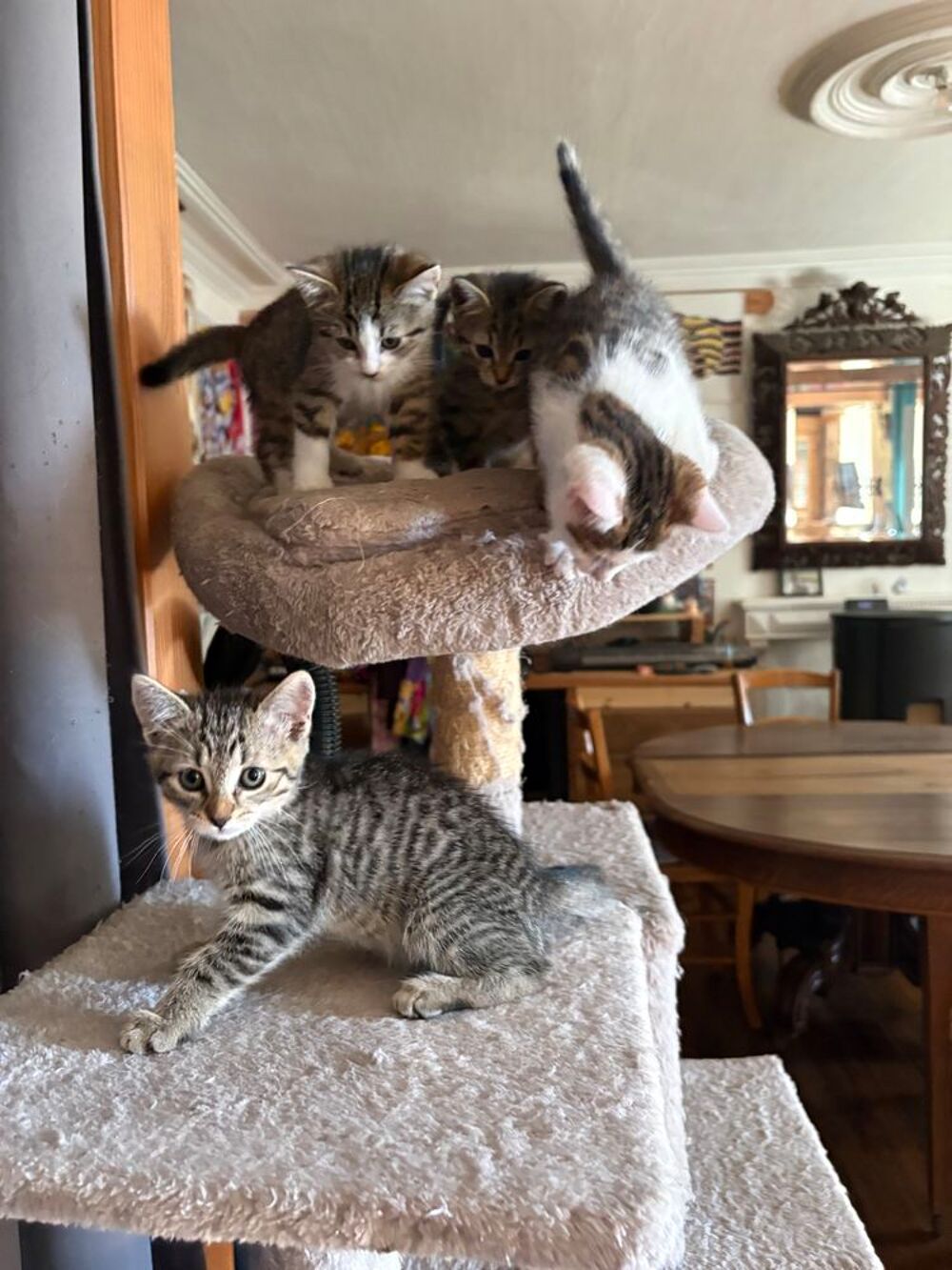   Don chatons contre bons soins 