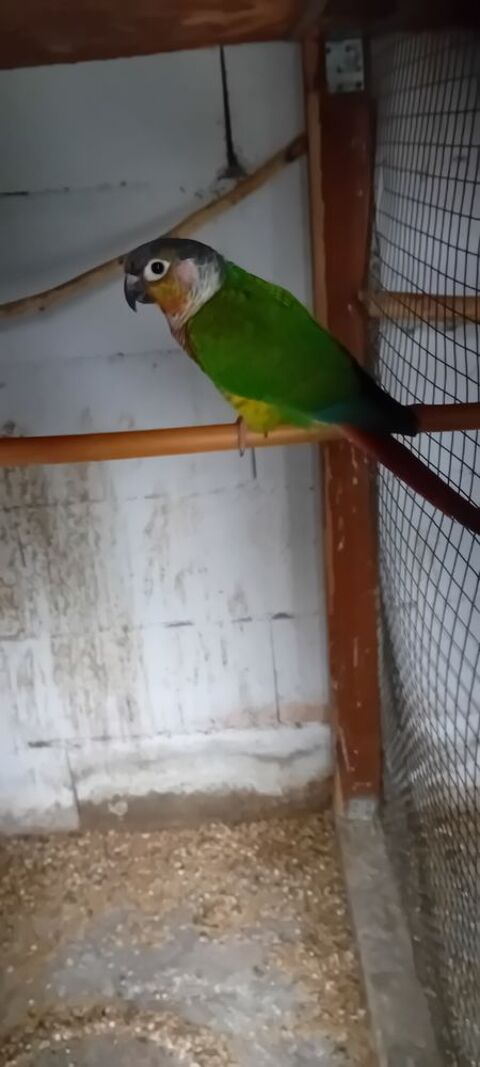 Connure  70 94450 Limeil-brvannes