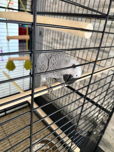 perroquet gris du Gabon 1100 Bournoncle-Saint-Pierre (43)