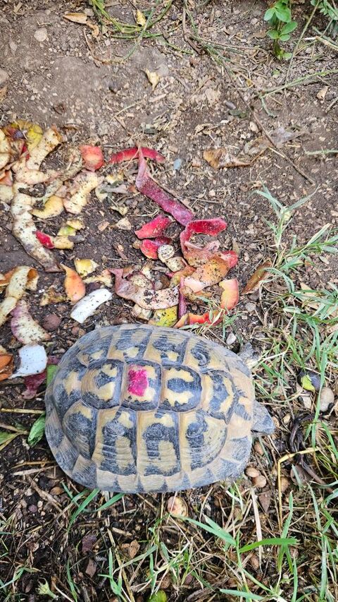 Tortue 140 84000 Avignon