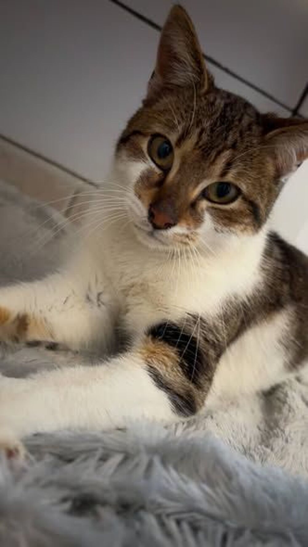   Chat COOPER à l adoption 