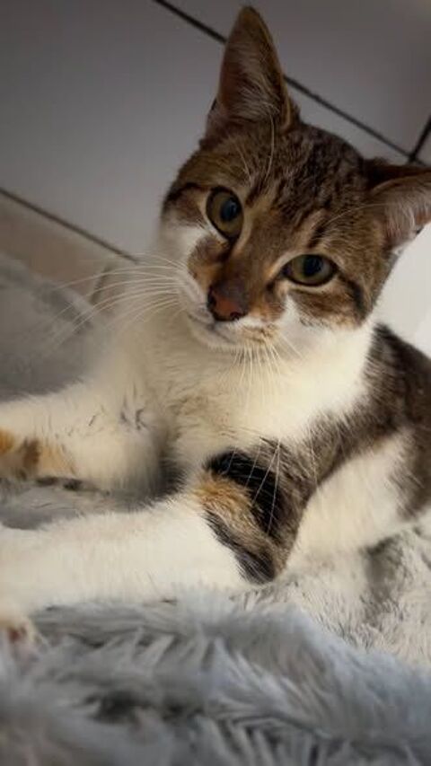 Chat COOPER &agrave; l adoption 200 26130 Saint-restitut