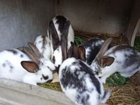   Lapins gant papillon de 2 mois  