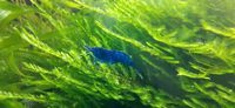   Crevettes Neocaridina Blue Dream 