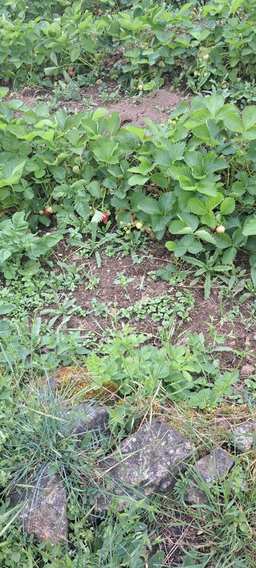 Plants de framboisiers et fraisiers Jardin