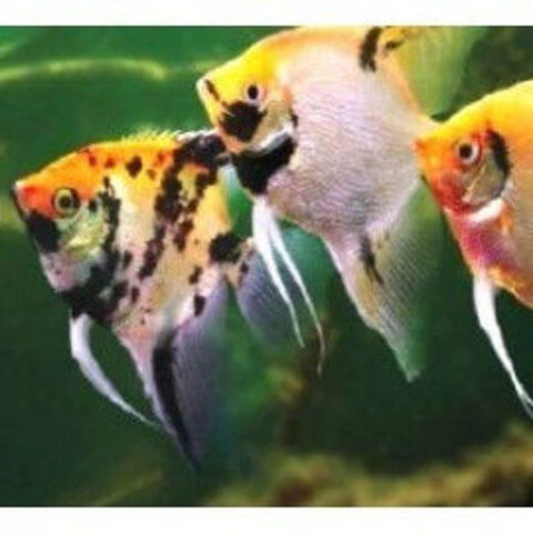 (( cause déménagement )) don gratuit de poisson eau douce 0 51310 Neuvy