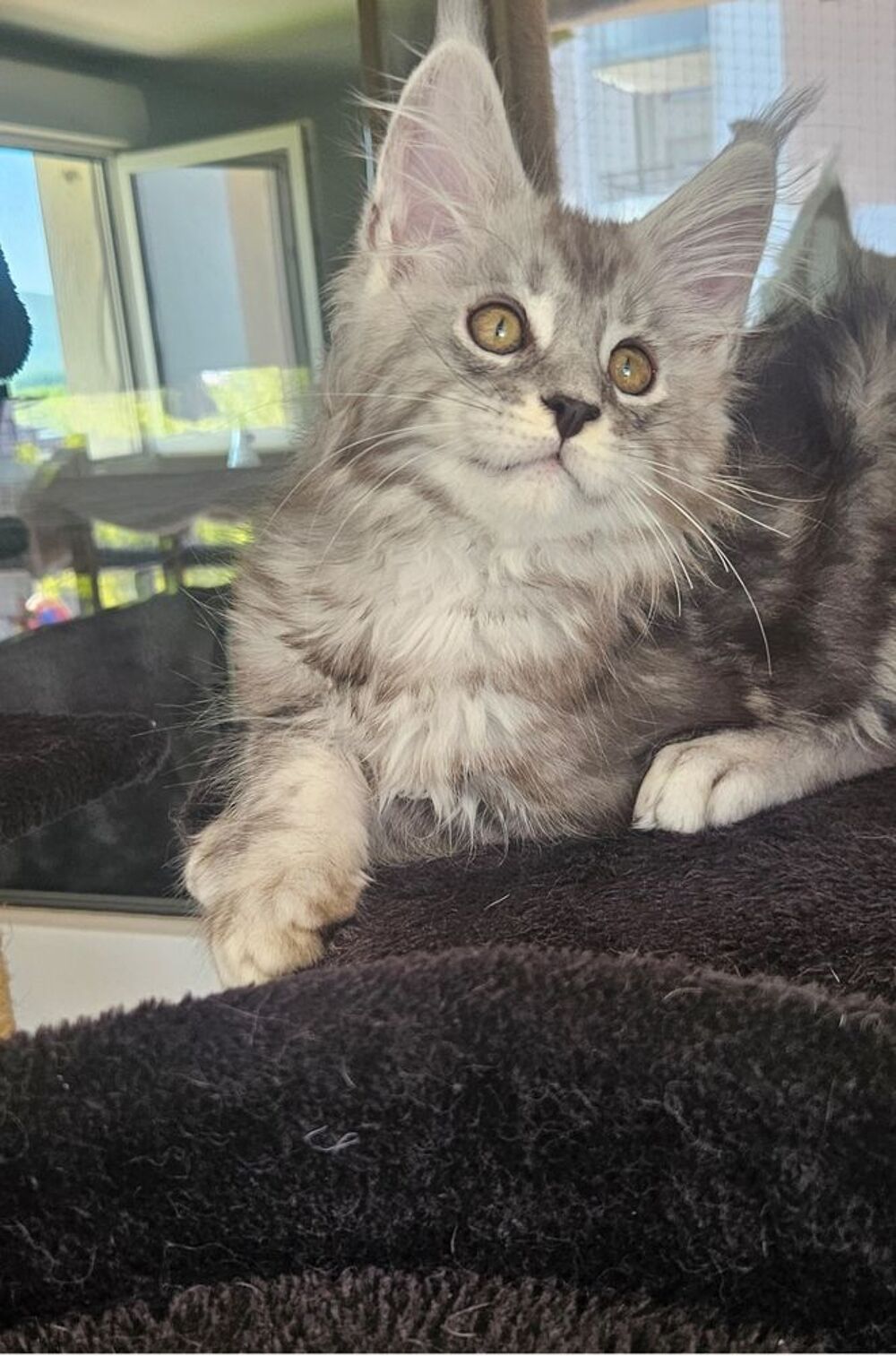   maine coon loof 