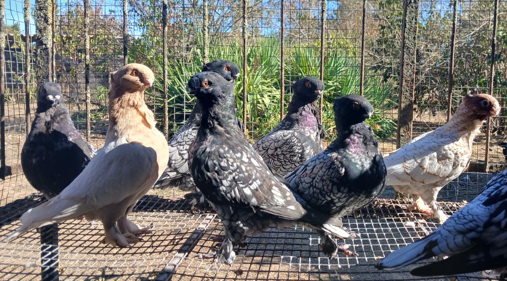   Pigeons cravaté oriental . 