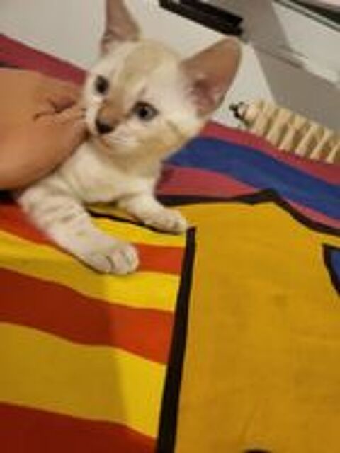   4 chatons Bengal brown et snow mink à rosettes LOOF 