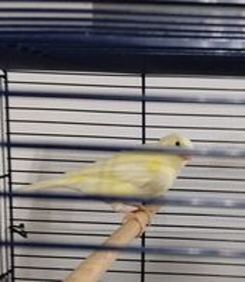   Cinq canaris  