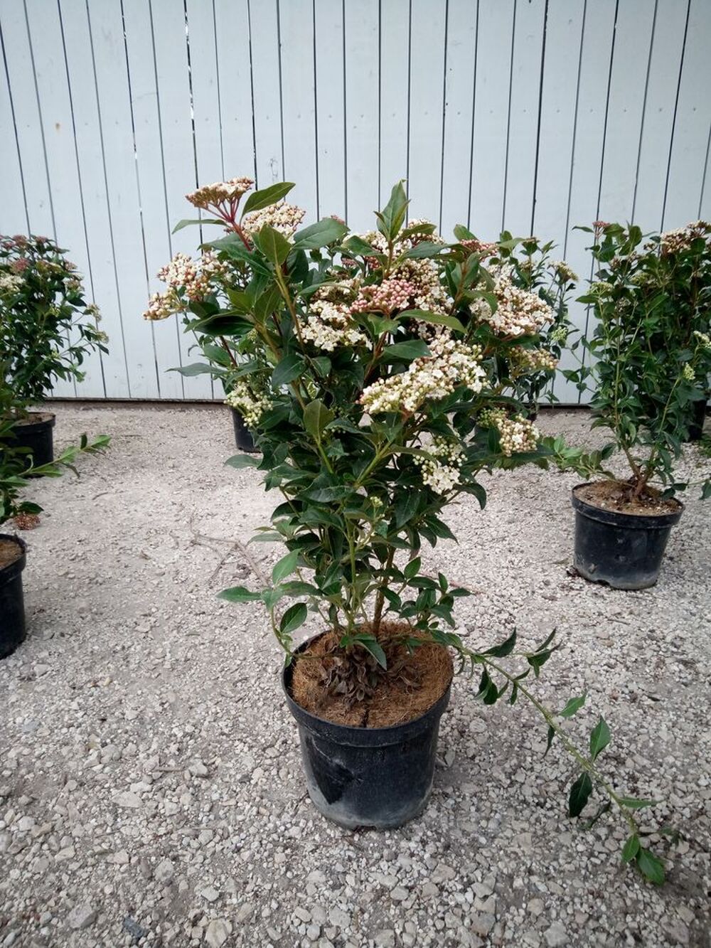 Arbuste de haie Laurier Tin en container 3 litres Jardin