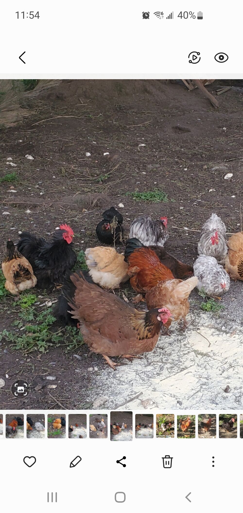  poule pondeuses et coq de couleurs diffrent marron. 